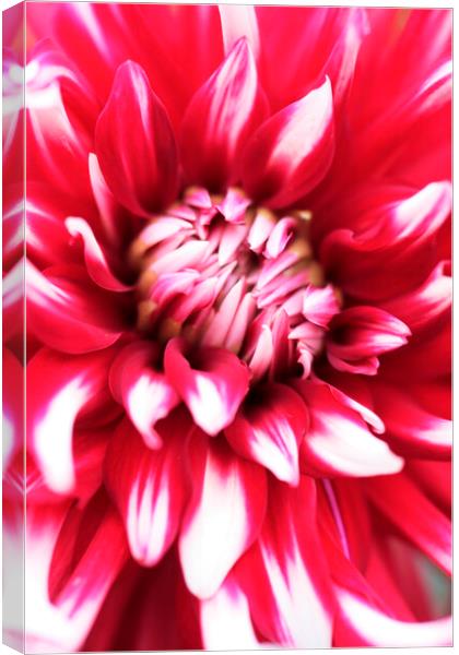 PInk and Red Dahlia Flower Canvas Print by Neil Overy