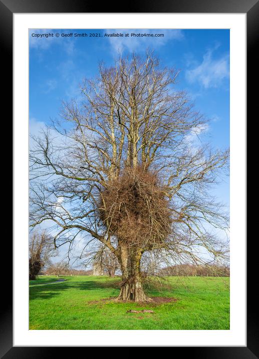 Leafless Winter Tree Framed Mounted Print by Geoff Smith