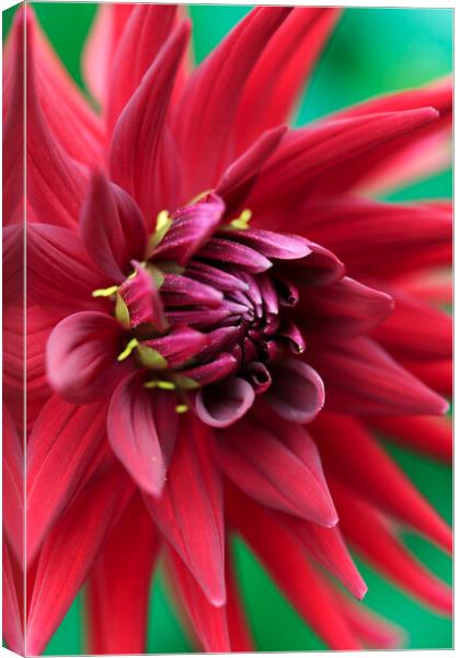 Red Dahlia Flower Petals Canvas Print by Neil Overy
