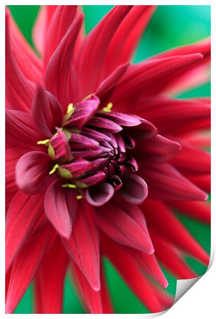 Red Dahlia Flower Petals Print by Neil Overy