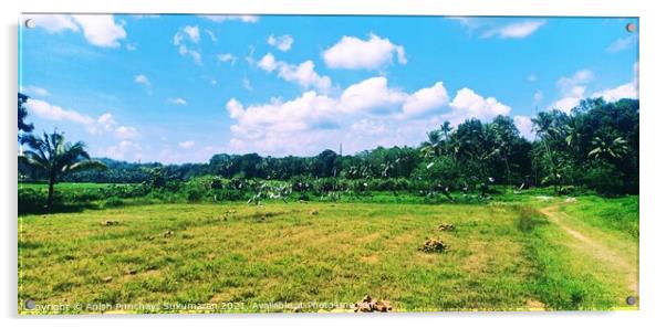 Blue cloudy sky and paddy field , pegion flying over paddy field Acrylic by Anish Punchayil Sukumaran