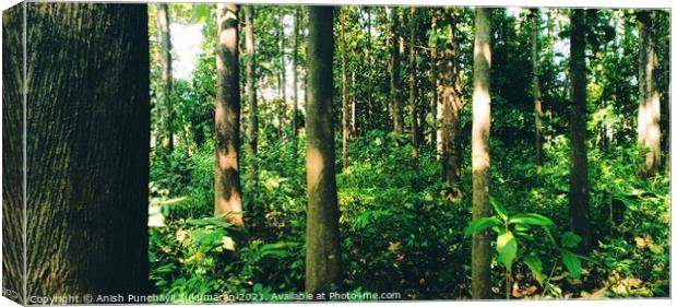 Teak:Tectona grandis forest india Kerala. One of world’s most valuable tropical hardwoods. High tensile strength. Canvas Print by Anish Punchayil Sukumaran