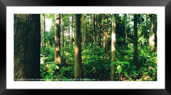 Teak:Tectona grandis forest india Kerala. One of world’s most valuable tropical hardwoods. High tensile strength. Framed Mounted Print by Anish Punchayil Sukumaran