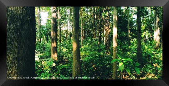 Teak:Tectona grandis forest india Kerala. One of world’s most valuable tropical hardwoods. High tensile strength. Framed Print by Anish Punchayil Sukumaran
