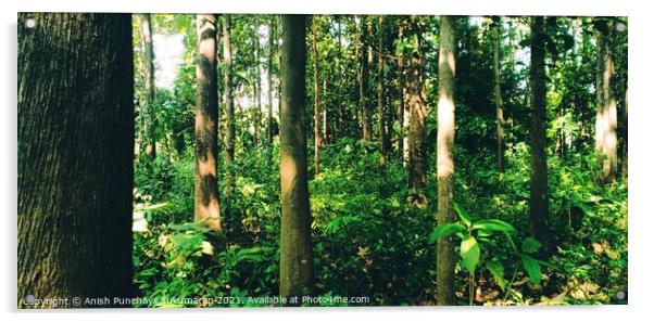 Teak:Tectona grandis forest india Kerala. One of world’s most valuable tropical hardwoods. High tensile strength. Acrylic by Anish Punchayil Sukumaran