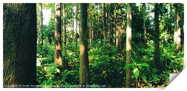 Teak:Tectona grandis forest india Kerala. One of world’s most valuable tropical hardwoods. High tensile strength. Print by Anish Punchayil Sukumaran