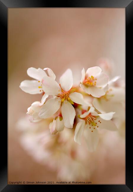 Spring Cherry Blossom Framed Print by Simon Johnson