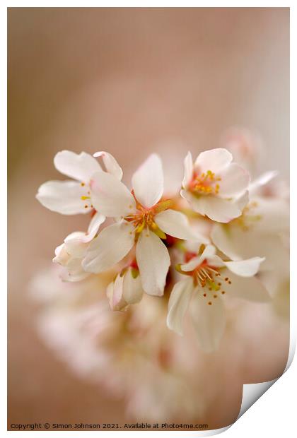 Spring Cherry Blossom Print by Simon Johnson