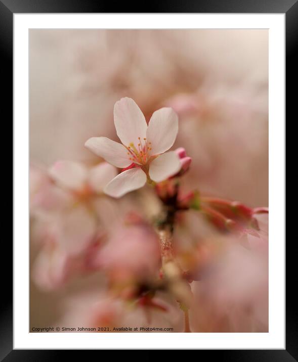 A close up  Spring Cherry Blossom  Framed Mounted Print by Simon Johnson