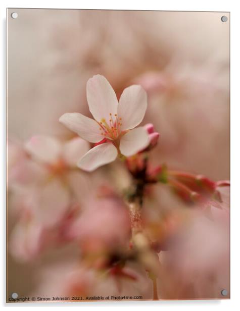 A close up  Spring Cherry Blossom  Acrylic by Simon Johnson