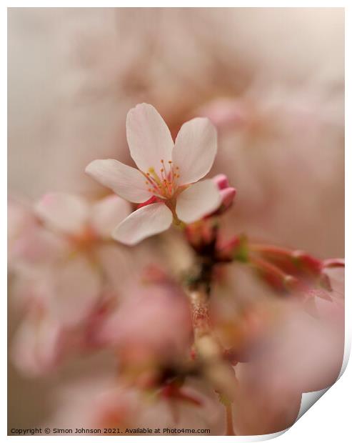 A close up  Spring Cherry Blossom  Print by Simon Johnson