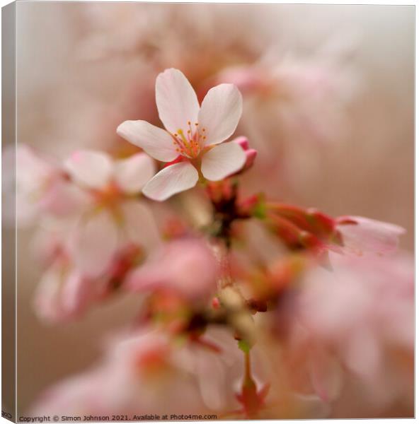 Close up Of spring Cherry Blossom Canvas Print by Simon Johnson