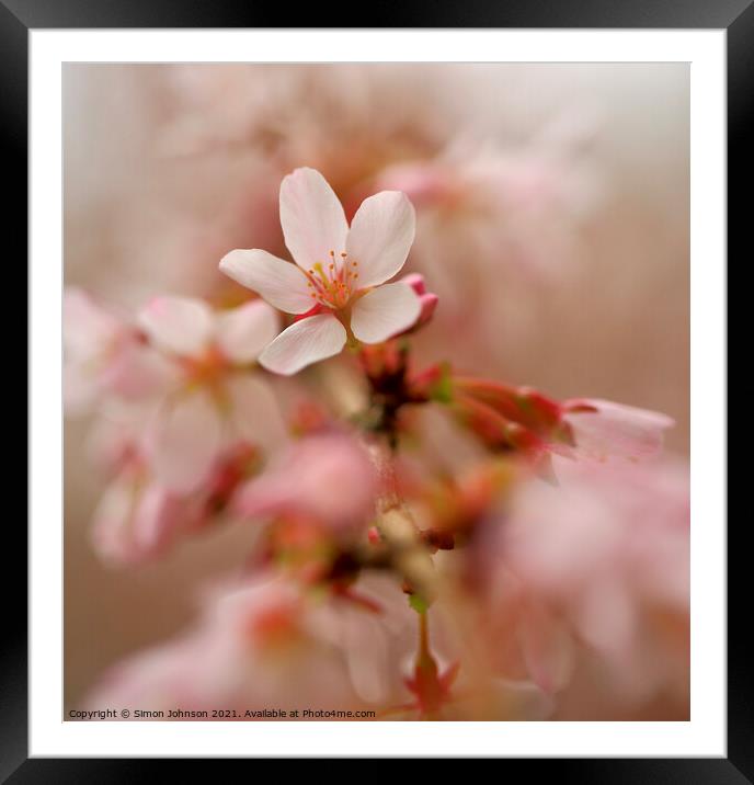 Close up Of spring Cherry Blossom Framed Mounted Print by Simon Johnson