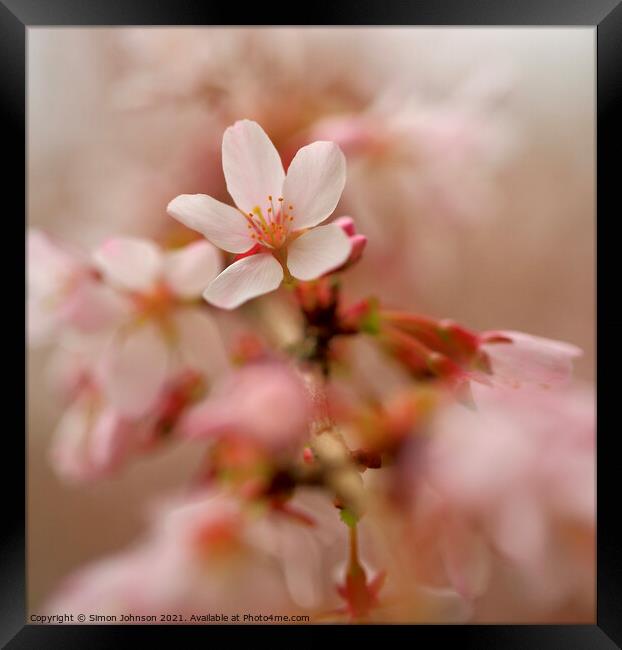 Close up Of spring Cherry Blossom Framed Print by Simon Johnson