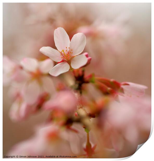 Close up Of spring Cherry Blossom Print by Simon Johnson