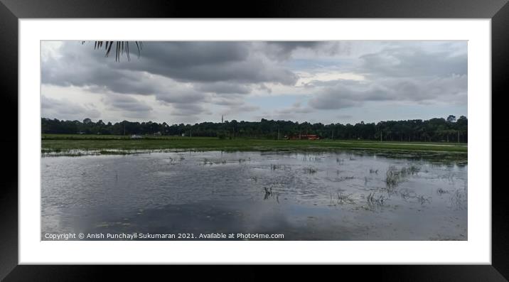 Rice field flooded with water under cloudy sky , a view from Ker Framed Mounted Print by Anish Punchayil Sukumaran