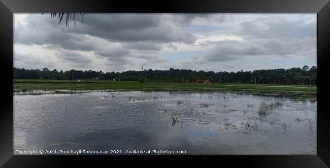 Rice field flooded with water under cloudy sky , a view from Ker Framed Print by Anish Punchayil Sukumaran