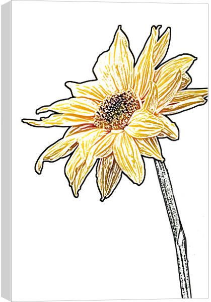 Sunflower Canvas Print by Eddie Howland