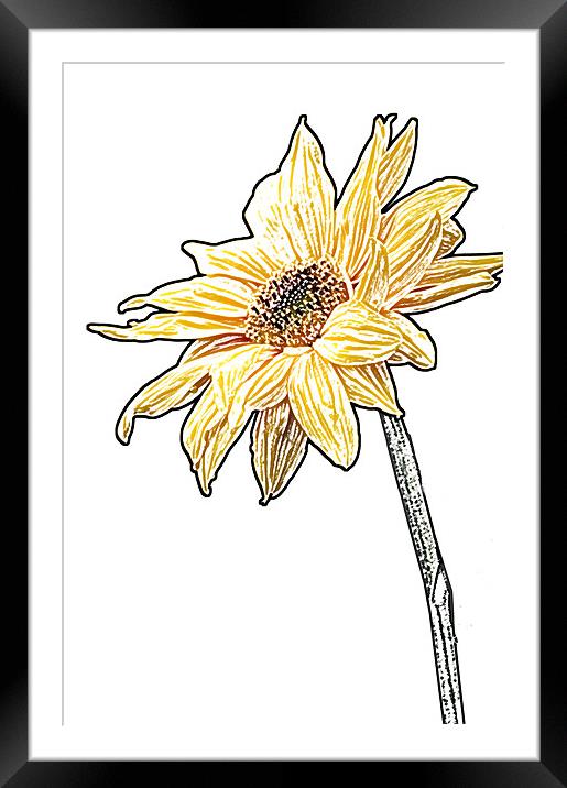 Sunflower Framed Mounted Print by Eddie Howland