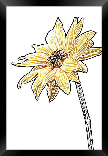 Sunflower Framed Print by Eddie Howland