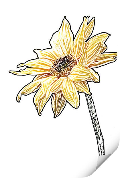 Sunflower Print by Eddie Howland