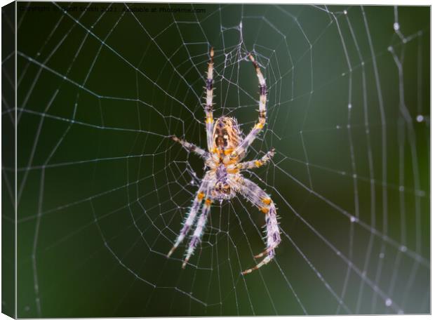 Orb Weaver Spider on a Web Canvas Print by Geoff Smith