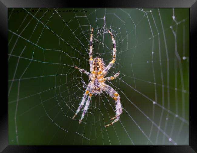 Orb Weaver Spider on a Web Framed Print by Geoff Smith