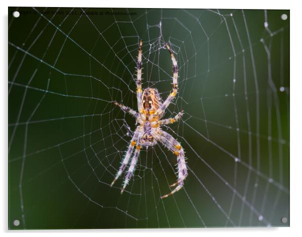 Orb Weaver Spider on a Web Acrylic by Geoff Smith