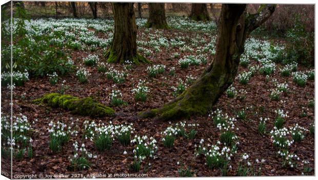 Snowdrops flowering Canvas Print by Joy Walker