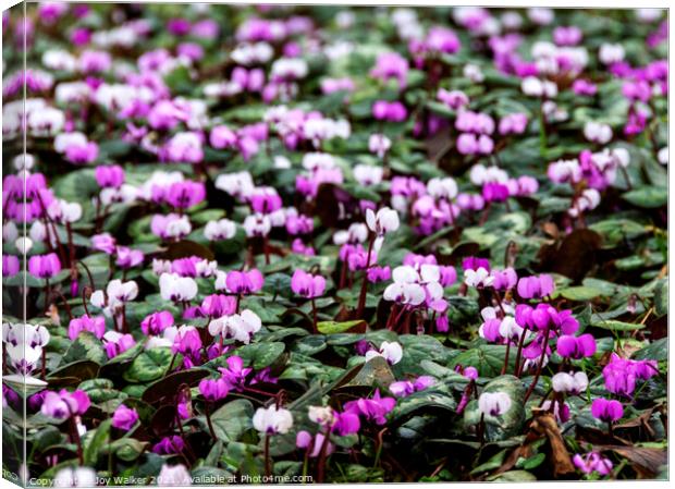 A carpet of pink and white Cyclamen flowers Canvas Print by Joy Walker