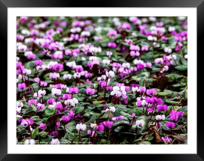 A carpet of pink and white Cyclamen flowers Framed Mounted Print by Joy Walker
