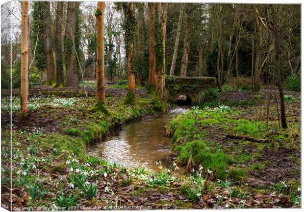 Woodland and snowdrops Canvas Print by Joy Walker