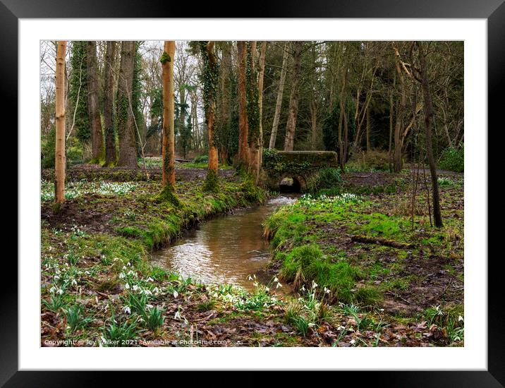 Woodland and snowdrops Framed Mounted Print by Joy Walker