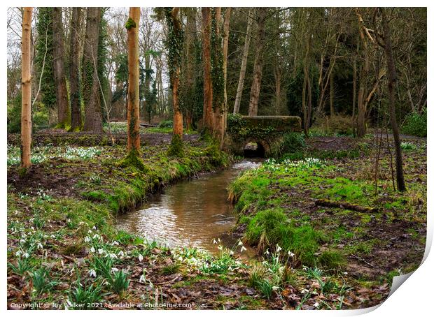 Woodland and snowdrops Print by Joy Walker