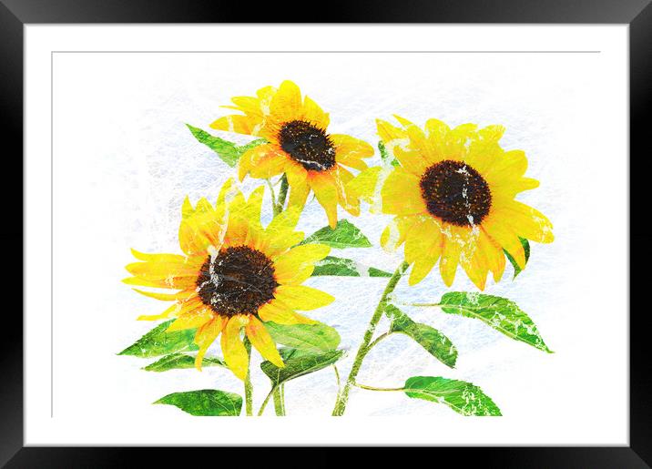 Abstract bouquet of flowering sunflowers Framed Mounted Print by Wdnet Studio