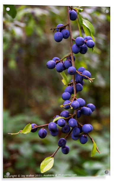 Fruit of the blackthorn shrub  Acrylic by Joy Walker