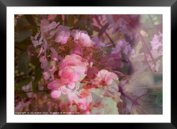 A close up of a flower Framed Mounted Print by Joy Walker