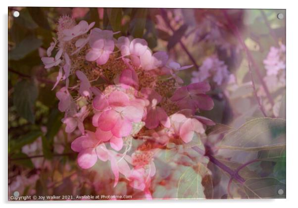 A close up of a flower Acrylic by Joy Walker