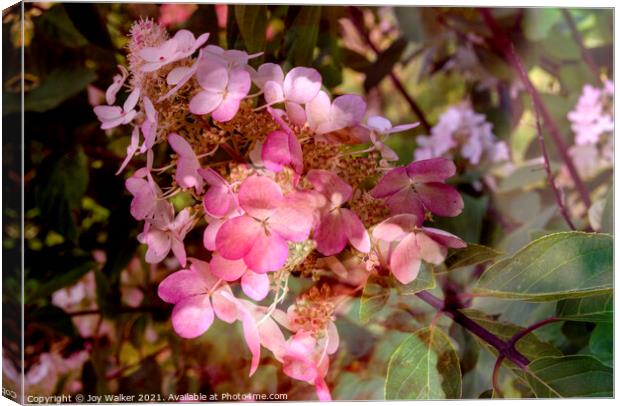 An artistic image of a pink flower of the Hydrangea shrub Canvas Print by Joy Walker
