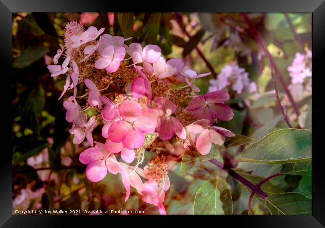 An artistic image of a pink flower of the Hydrangea shrub Framed Print by Joy Walker