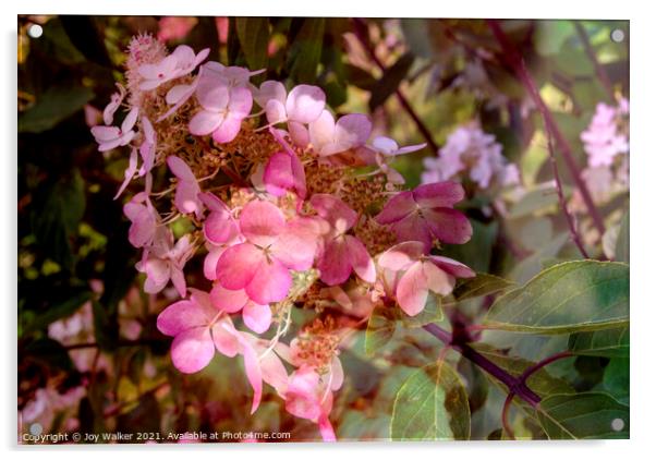 An artistic image of a pink flower of the Hydrangea shrub Acrylic by Joy Walker
