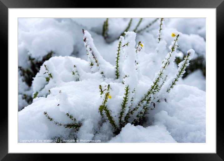 A Mahonia plant with the snow settling on the flowers Framed Mounted Print by Joy Walker