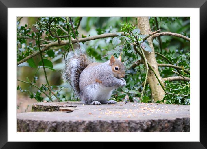 Grey Squirrel enjoying lunch Framed Mounted Print by Daryn Davies
