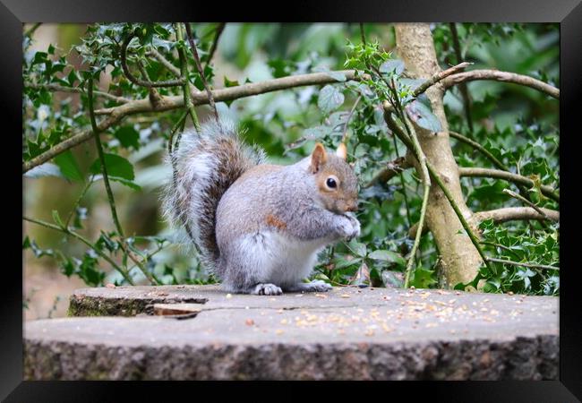 Grey Squirrel enjoying lunch Framed Print by Daryn Davies