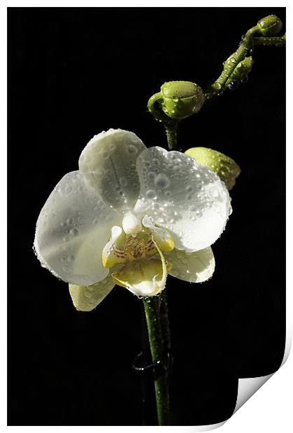 White Orchid Print by Mark Hobson