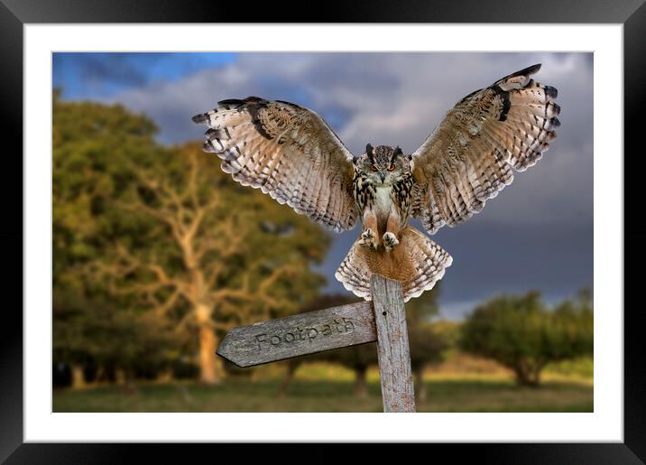 Eurasian Eagle Owl Framed Mounted Print by Arterra 