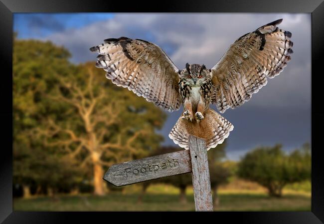 Eurasian Eagle Owl Framed Print by Arterra 