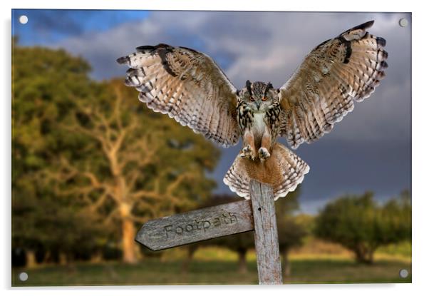 Eurasian Eagle Owl Acrylic by Arterra 