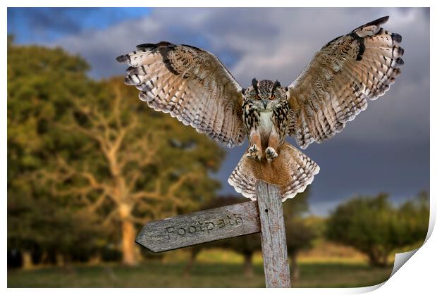Eurasian Eagle Owl Print by Arterra 