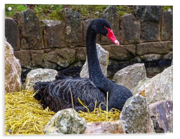 Black Swan Nesting Acrylic by Jane Metters